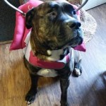 Jo Jo Blind Pit Bull Halo