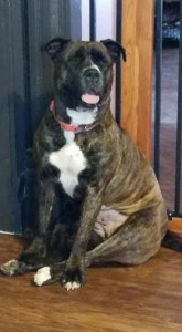 Jo Jo Blind Pit Bull Halo