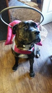 Jo Jo Blind Pit Bull Halo