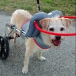 Joey Blind Terrier Halo
