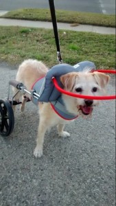 Joey Blind Terrier Halo