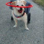 Joey Blind Terrier Halo