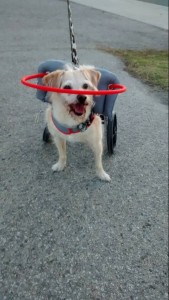 Joey Blind Terrier Halo