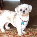 Keller Blind Shih Tzu Halo
