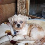 Keller Blind Shih Tzu Halo