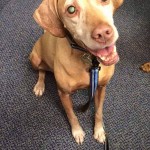 Kravitz Blind Hound Mix Halo