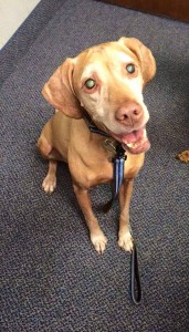 Kravitz Blind Hound Mix Halo