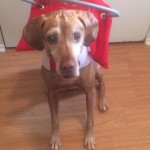Kravitz Blind Hound Mix Halo