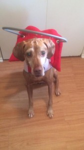 Kravitz Blind Hound Mix Halo