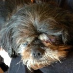 Godive Blind Shih Tzu Halo
