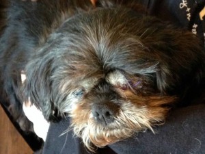 Godive Blind Shih Tzu Halo