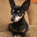 Lexi Lou Blind Min Pin Halo