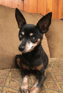 Lexi Lou Blind Min Pin Halo