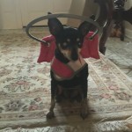 Lexie Lou Blind Min Pin Halo