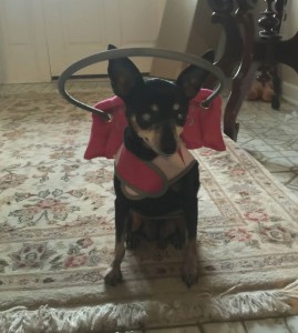 Lexie Lou Blind Min Pin Halo