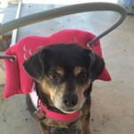 Lily Blind Min Pin Daschund Mix Halo