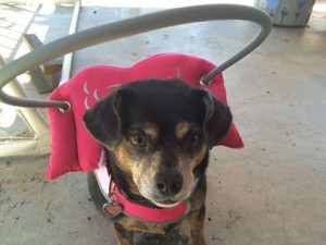 Lily Blind Min Pin Daschund Mix Halo