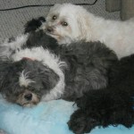 Luke Blind Shih Tzu