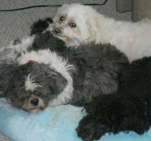 Luke Blind Shih Tzu