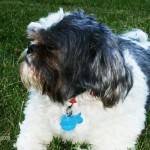 Luke Blind Shih Tzu