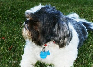 Luke Blind Shih Tzu