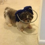 Luke Blind Shih Tzu Halo