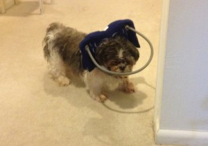 Luke Blind Shih Tzu Halo