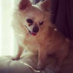 Lulu Blind Pomeranian Halo