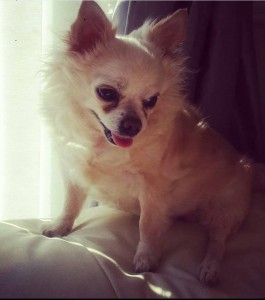 Lulu Blind Pomeranian Halo
