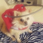 Lulu Blind Chi Halo
