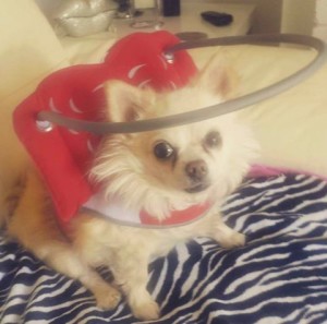 Lulu Blind Chi Halo