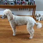 Maggie Blind Poodle Halo