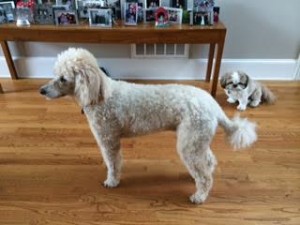 Maggie Blind Poodle Halo