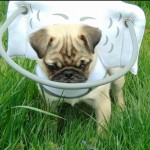 Maggie Blind Pug Halo