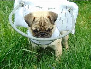Maggie Blind Pug Halo