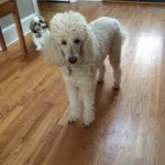 Maggie Blind Poodle Halo