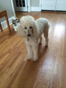 Maggie Blind Poodle Halo
