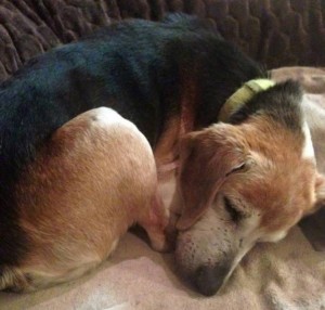 Magoo Blind Beagle Halo