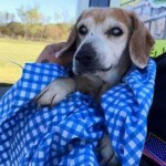 Magoo Blind Beagle Halo