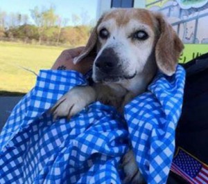 Magoo Blind Beagle Halo