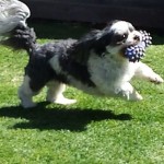 Marli Blind Shih Tzu Halo