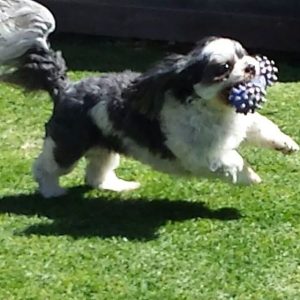 Marli Blind Shih Tzu Halo