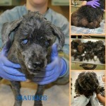 Maurice Blind Poodle Halo