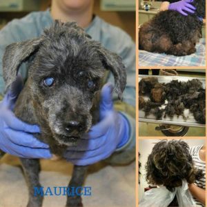 Maurice Blind Poodle Halo
