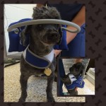 Maurice Blind Poodle Halo