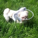 Max Blind Shih Tzu Halo
