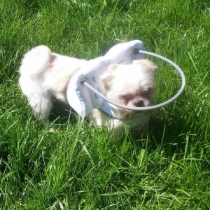 Max Blind Shih Tzu Halo