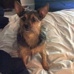 Max Blind Yorkie Halo