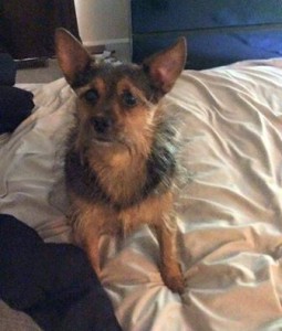 Max Blind Yorkie Halo