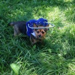 Max Blind Yorkie Halo